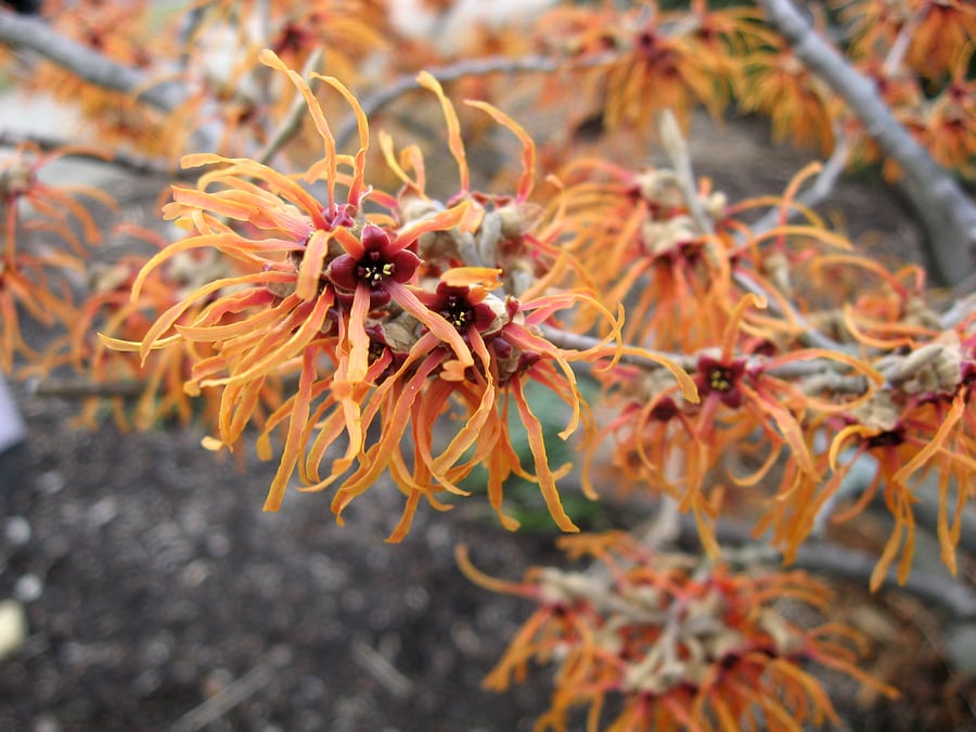 Hammond-Witch-Hazel